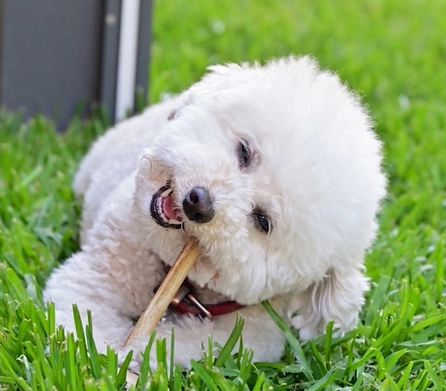 Pear — Echelon Built Bichon Frise