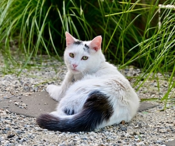 Yoshi — Echelon Built domestic shorthair