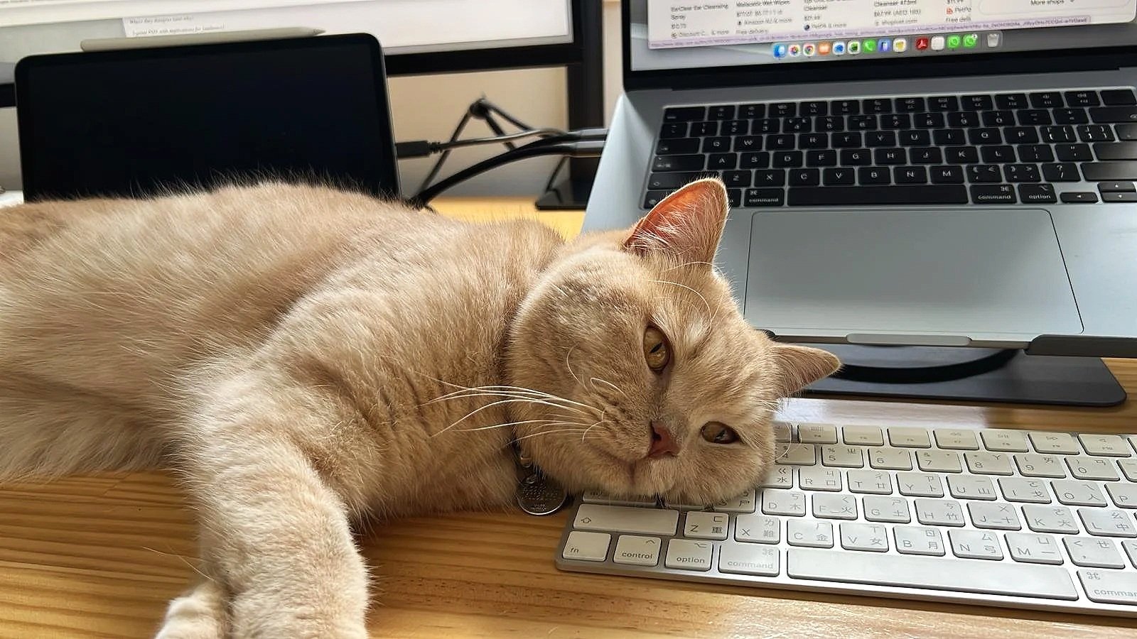 Zachy — Echelon Built British Shorthair